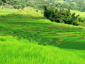 Nepali rice fields