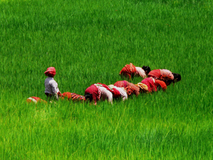 Hand weeding in the rice paddies